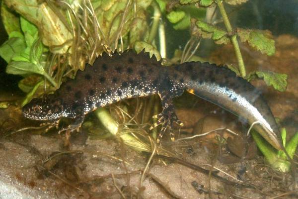 grebenchatyj-triton-1_original