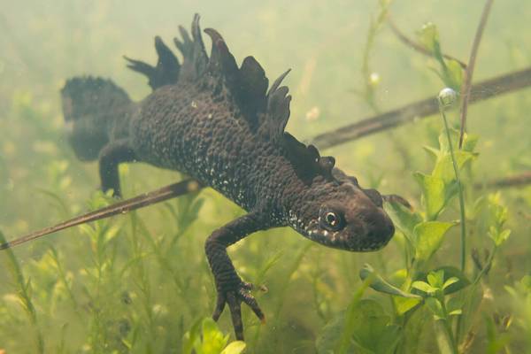 grebenchatyj-triton-2_original