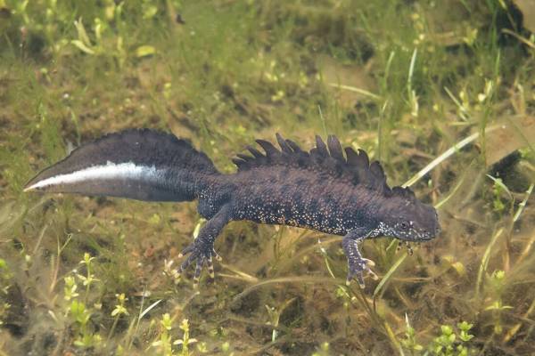 grebenchatyj-triton-3_original