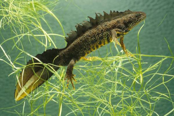 grebenchatyj-triton-4_original