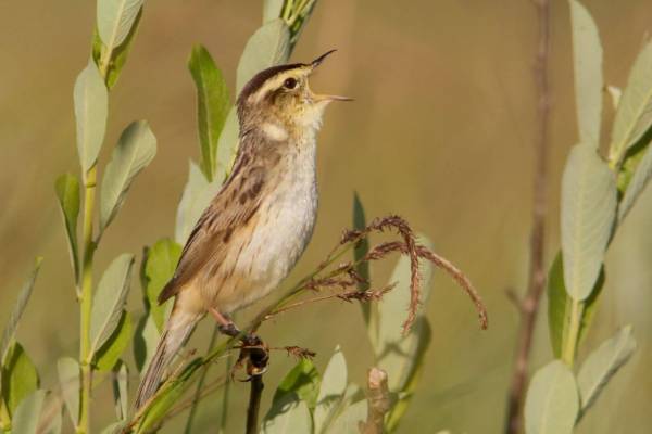 Vertlavaa_kamysovka-1_original