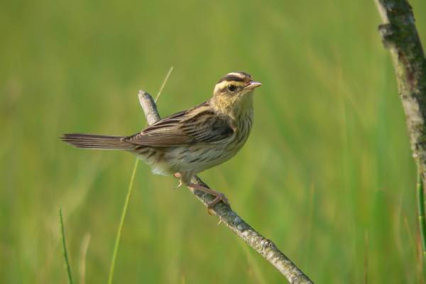 Vertlavaa_kamysovka-2_original