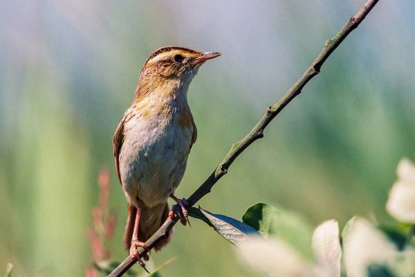 Vertlavaa_kamysovka-3_original