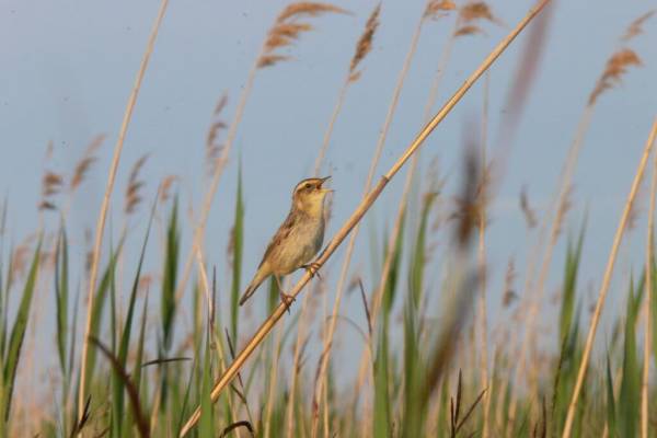 Vertlavaa_kamysovka-4_original