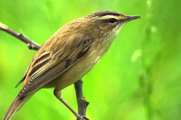 Vertlavaa_kamysovka-5_original