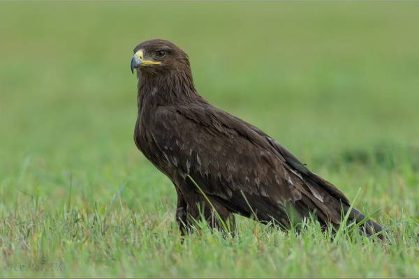 bolshoy-podorlik-1_original