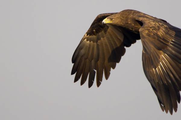 bolshoy-podorlik-3_original