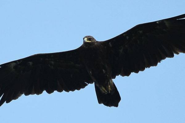 bolshoy-podorlik-4_original