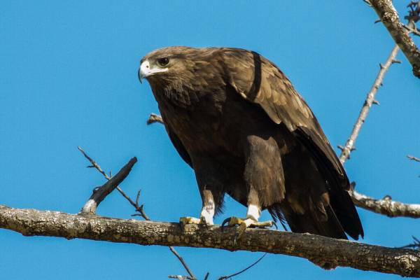 bolshoy-podorlik-5_original