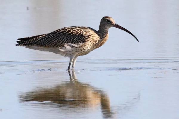 bolshoj-kronshnep-1_original