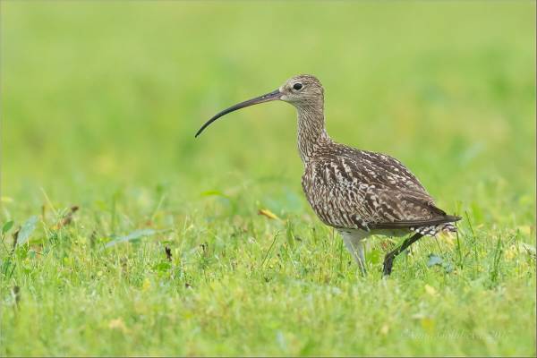 bolshoj-kronshnep-2_original