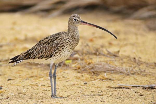 bolshoj-kronshnep-3_original