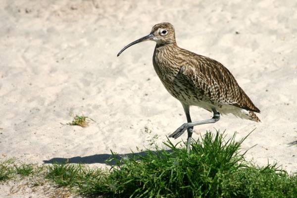 bolshoj-kronshnep-5_original