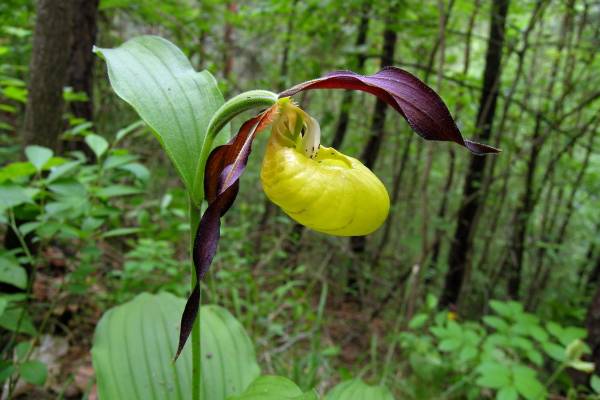 venerin-bashmachok-1_original