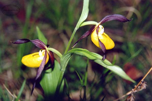 venerin-bashmachok-3_original