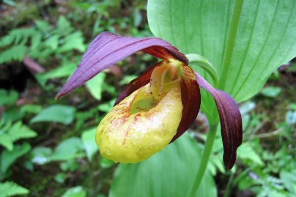 venerin-bashmachok-4_original