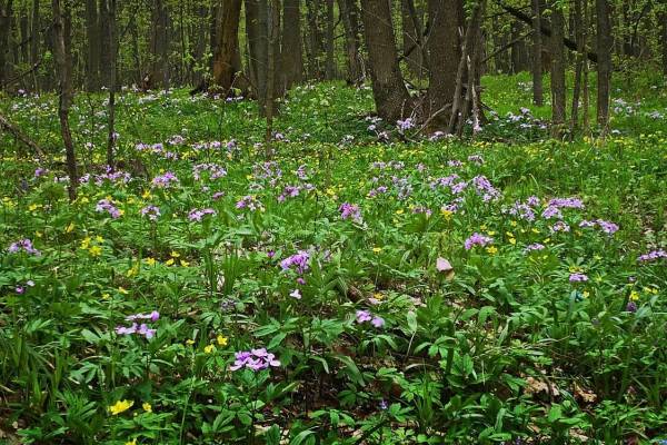 zubyanka-klubnenosnaya-1_original