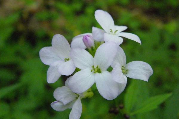 zubyanka-klubnenosnaya-2_original