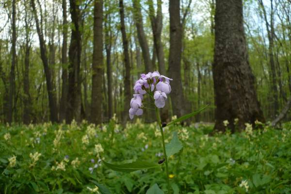 zubyanka-klubnenosnaya-4_original