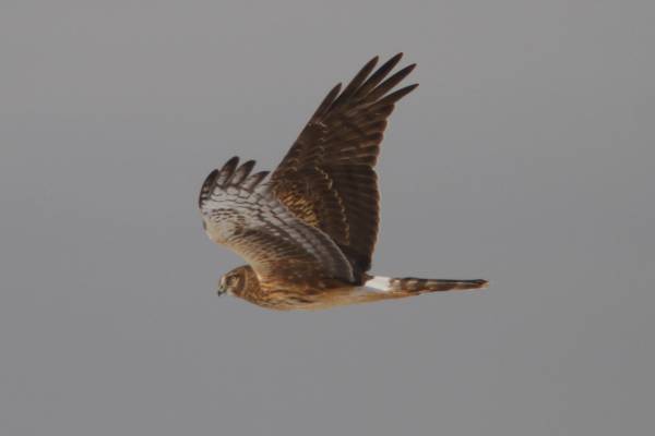 polevoy-lun-1_original