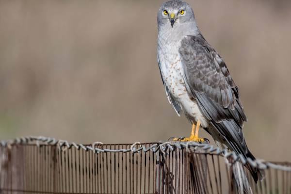 polevoy-lun-4_original