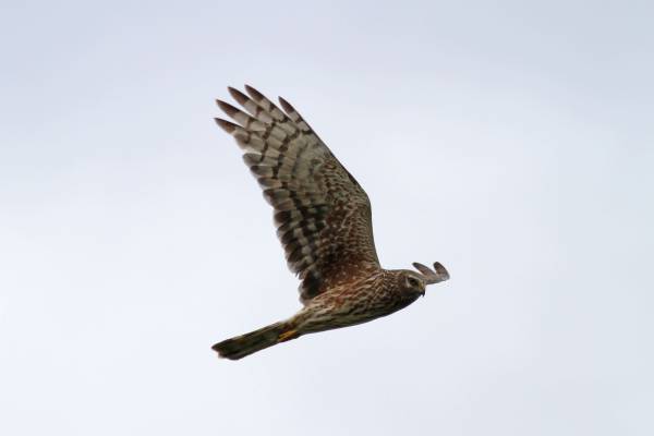 polevoy-lun-5_original