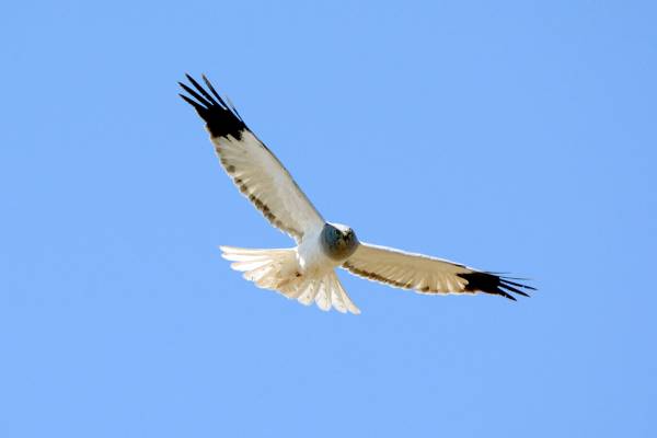 polevoy-lun-6_original