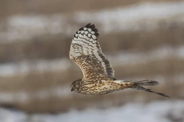 polevoy-lun-7_original