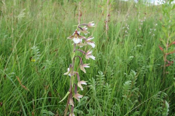 lyubka-zelenotsvetkovaya-1_original