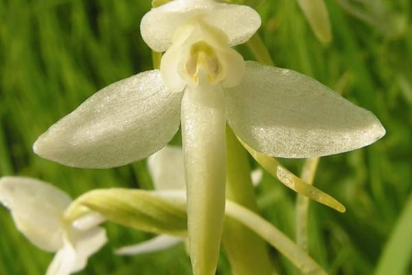 lyubka-zelenotsvetkovaya-2_original