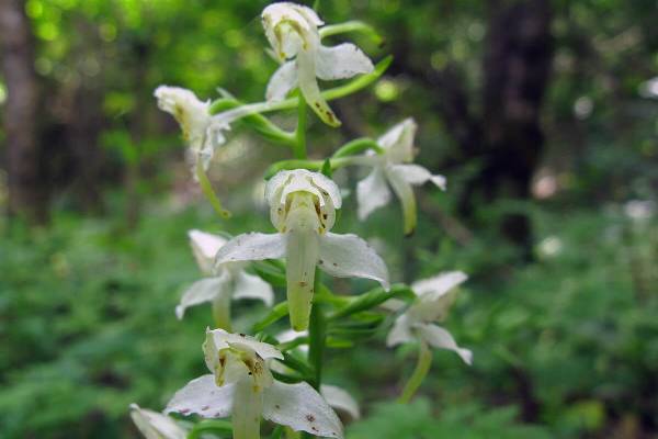 lyubka-zelenotsvetkovaya-3_original