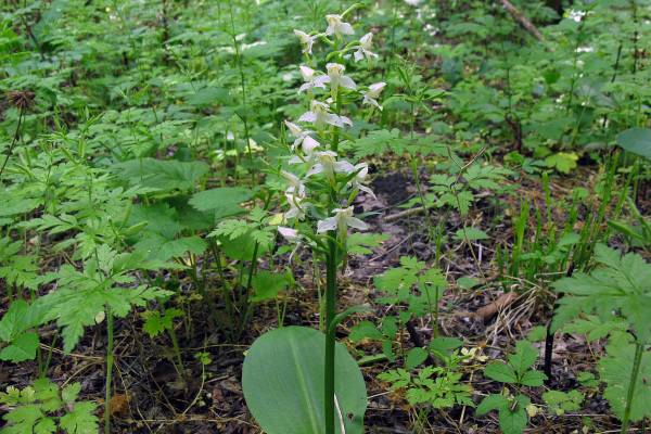 lyubka-zelenotsvetkovaya-4_original