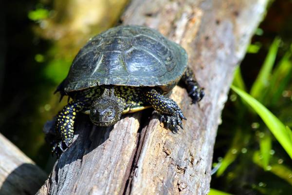 evropeyskaya-bolotnaya-cherepakha-1_original