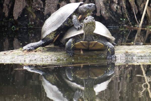 evropeyskaya-bolotnaya-cherepakha-2_original