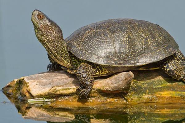 evropeyskaya-bolotnaya-cherepakha-3_original