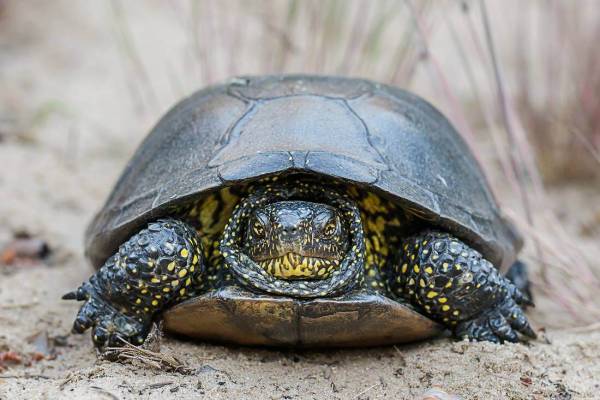 evropeyskaya-bolotnaya-cherepakha-4_original