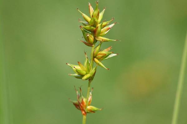 osoka-tenevaya-1_original