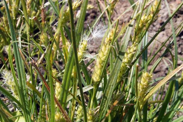 osoka-tenevaya-2_original