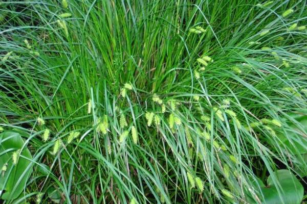 osoka-tenevaya-3_original