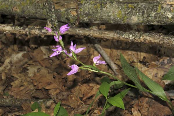 pyltsegolovnik-krasnyy-1_original