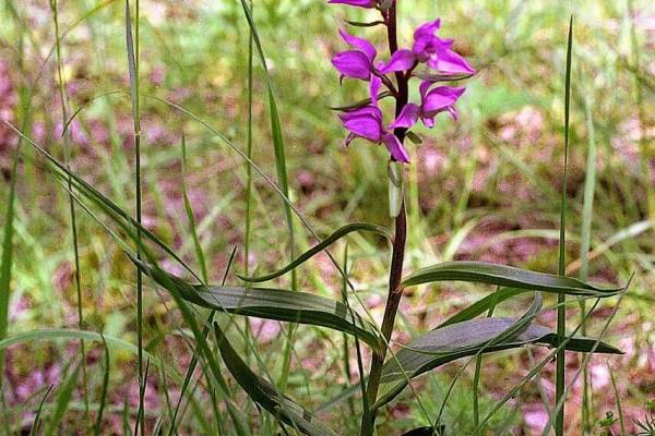 pyltsegolovnik-krasnyy-2_original