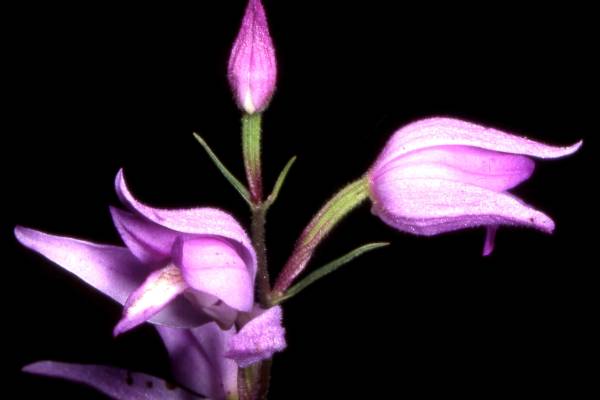 pyltsegolovnik-krasnyy-3_original