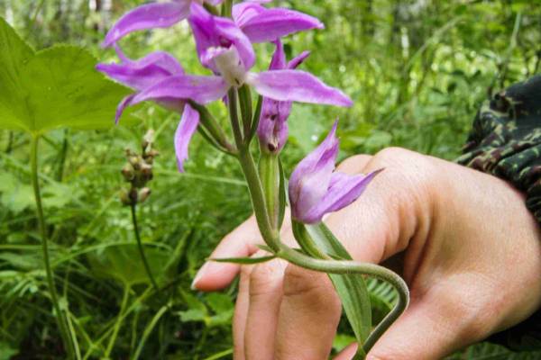 pyltsegolovnik-krasnyy-4_original