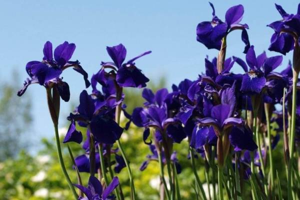 kasatik-sibirskiy-1_original