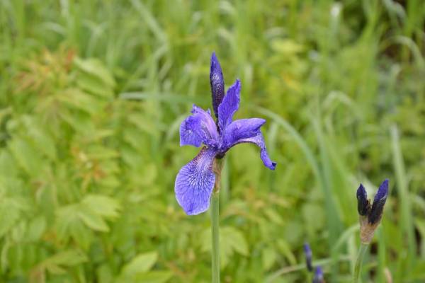 kasatik-sibirskiy-2_original