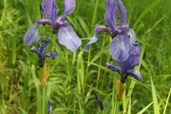 kasatik-sibirskiy-3_original