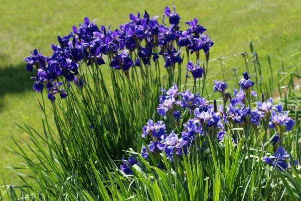 kasatik-sibirskiy-4_original