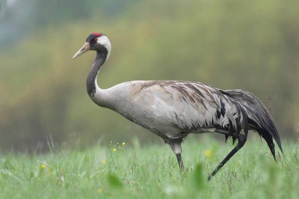 seryy-zhuravl-1_original