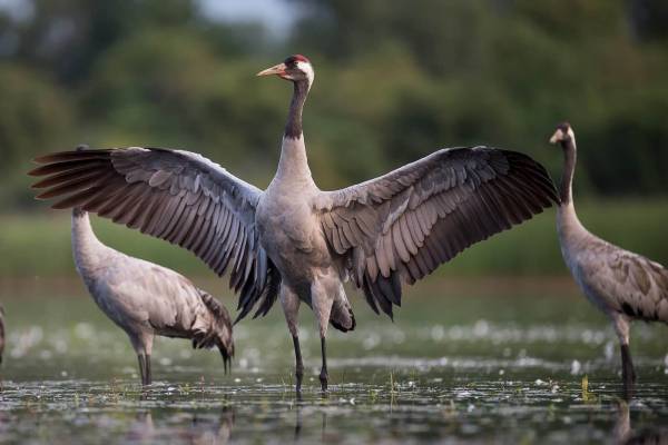 seryy-zhuravl-2_original