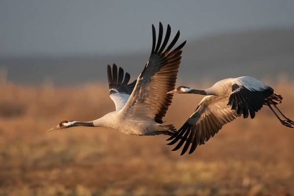 seryy-zhuravl-3_original